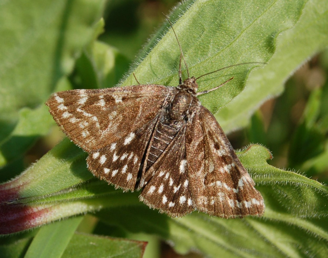 Farfalle brune